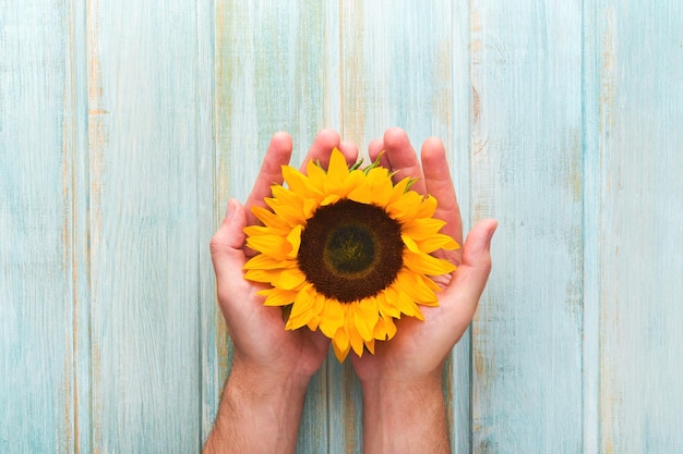 Sunflowers Beautiful sunflower in male hands on old blue wooden board Flat lay top view copy space Summer banner Mock up for design Sunflower natural background Top view