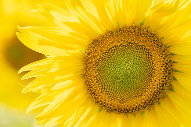 Sunflowers bloom in field at autumn.