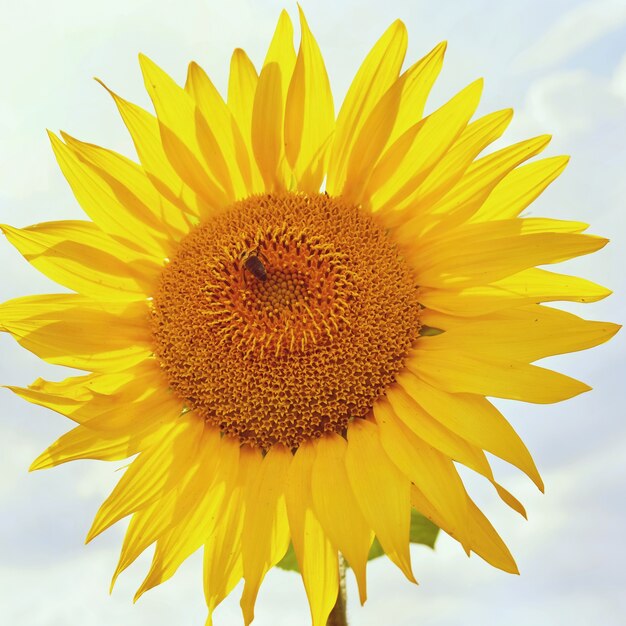 Sunflowers blooming in farm - field with blue sky and clouds. Beautiful natural colored background. Flower in nature.