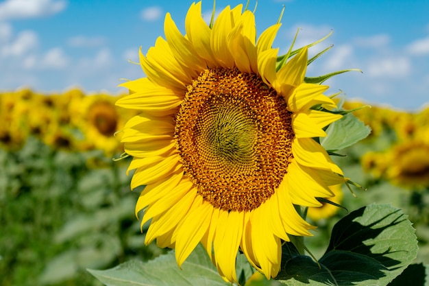 Sunflowers on the blue sky background. agriculture farming rural economy agronomy concept.