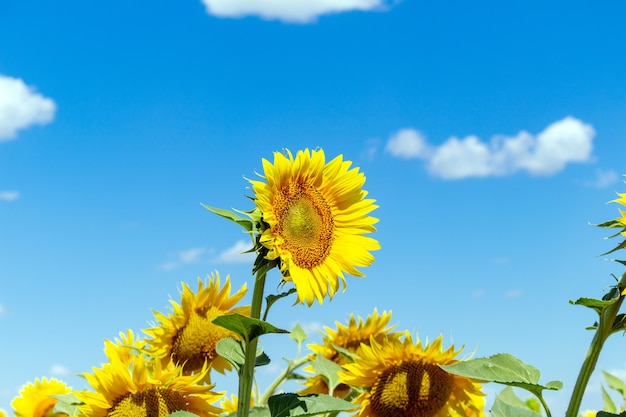 Sunflowers on the blue sky background agriculture farming rural economy agronomy concept