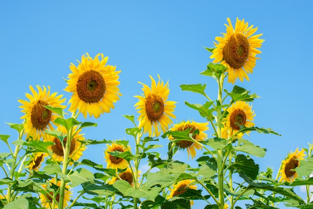 Sunflowers and blue sky background