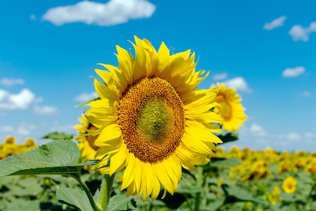 Sunflowers on the blue sky