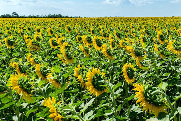 Sunflowers on the blue sky