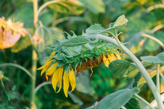 Sunflowers bow their heads to the sun in the evening after sunset.