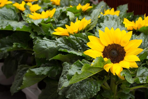 Sunflowers in bright green leaves Big yellow sunflowers Beauty in nature Summer flowers