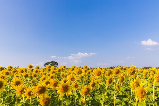 sunflowers field blossom on blue sky