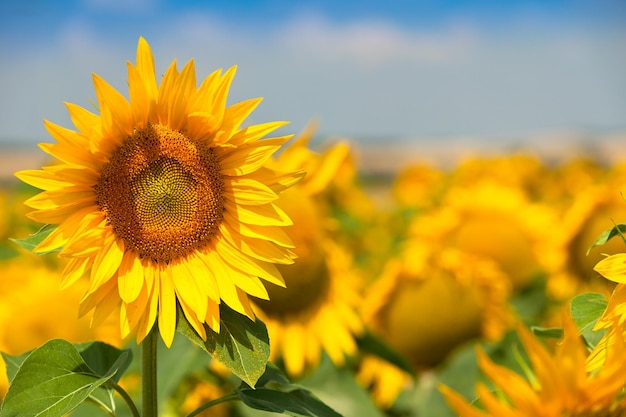 Sunflowers Field Bright Blue Sky Horizontal shot