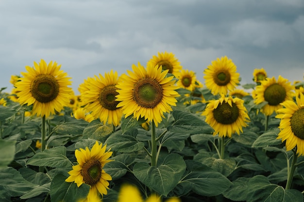 sunflowers in a field under a cloudy sky on a rainy day in the countryside