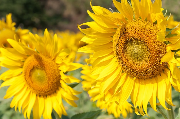 Sunflowers field is blooming.