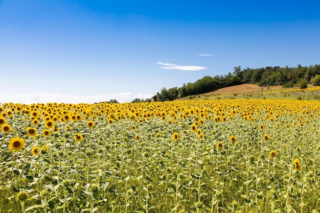 Sunflowers field in Italy Scenic countryside in Tuscany with deep blue sky