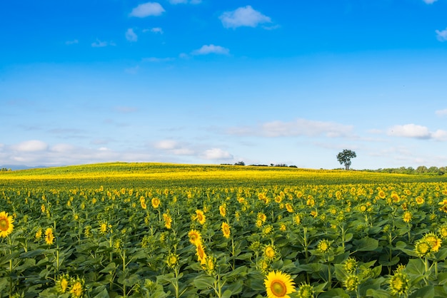 Sunflowers field on sky