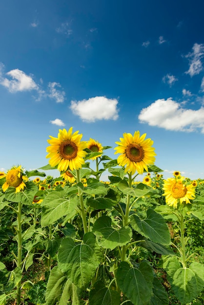 Sunflowers in Field at Summer