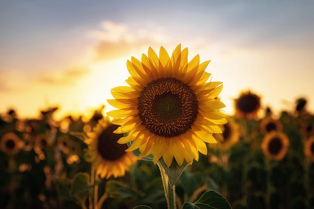 Sunflowers in the field summertime agricultural background