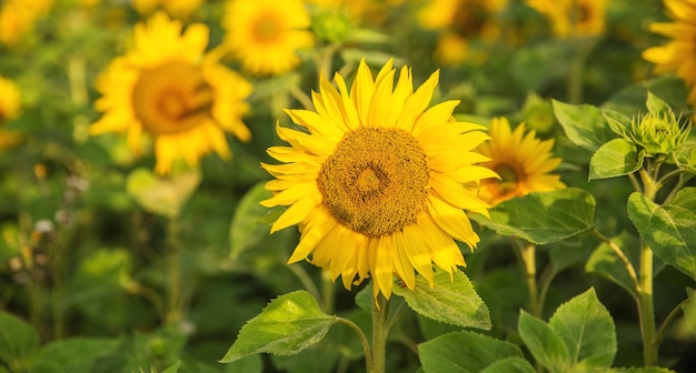 Sunflowers field at sunrise in sunlight. Summer or autumn background.