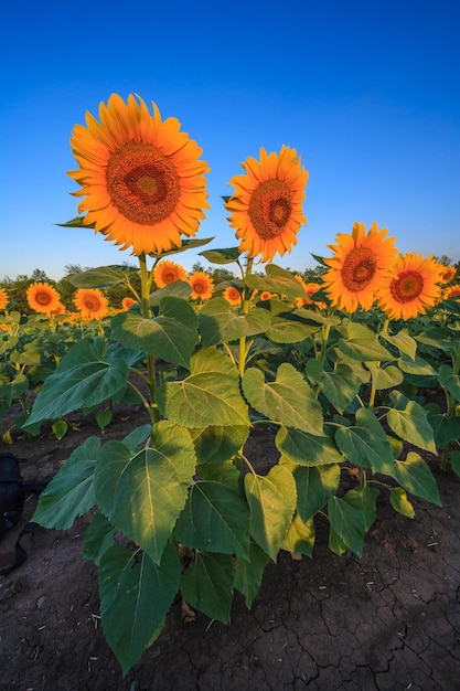 Sunflowers in the field at sunrise.