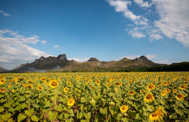 SunFlowers field with blue sky