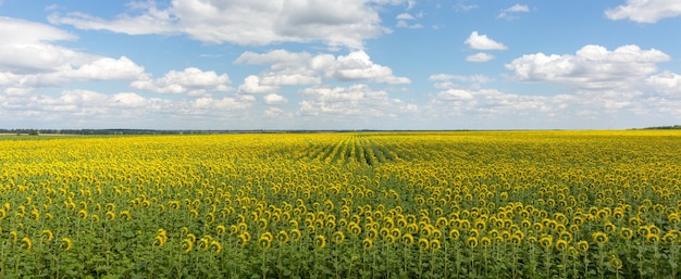 Sunflowers field Yellow sunflowers and blue sky Ukrainian nature Aerial sunflowers landscape