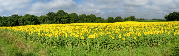 Sunflowers field