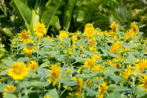 Sunflowers field