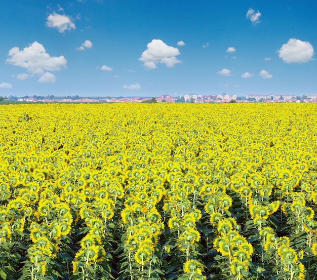 Sunflowers field