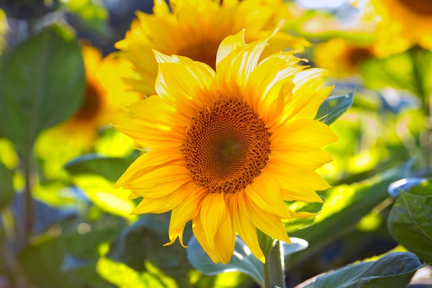 Sunflowers at the field