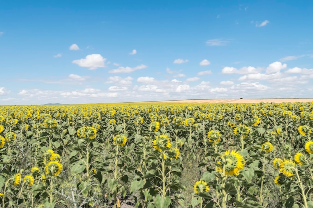 Sunflowers field