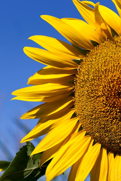 Sunflowers during flowering in sunny weather, an agricultural field with growing sunflowers during their flowering