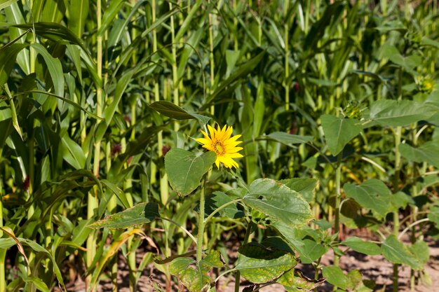 Sunflowers during flowering in sunny weather, an agricultural field with growing sunflowers during their flowering