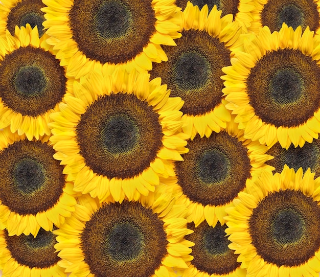 Sunflowers flowers seamless pattern design background Can be tiled