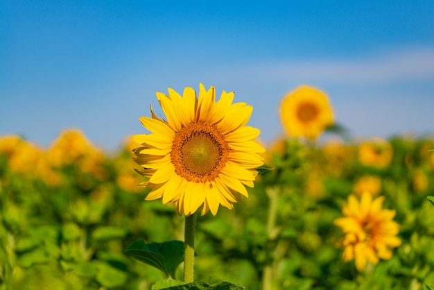 Sunflowers grow in the field in the summer on blue sky. Close-up