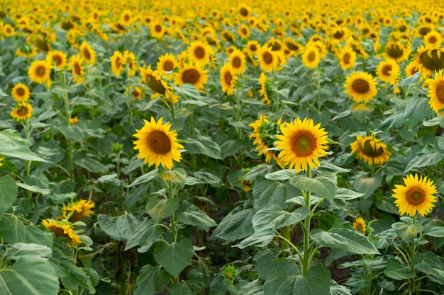 Sunflowers growing in the field