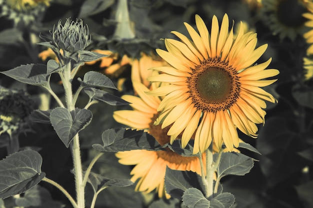 Sunflowers have their petals stacked in layers. The pointed end of the petals is yellow. When flowering, the flowers will turn to the east