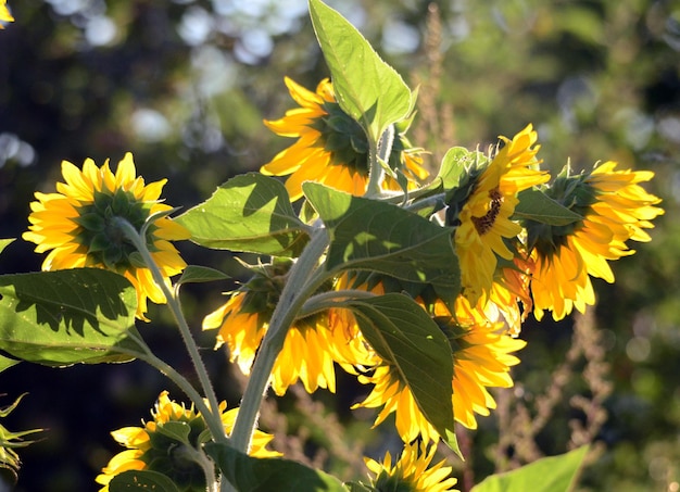 Sunflowers on a morning light