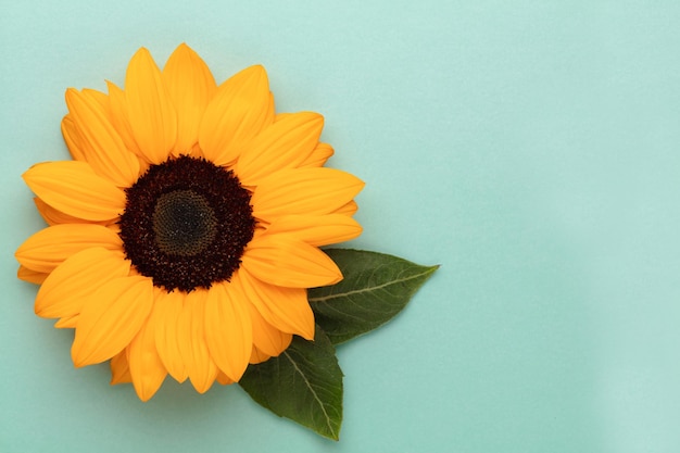 Sunflowers on pastel background with copy space Floral closeup Flat lay topdown composition with beautiful sunflowers