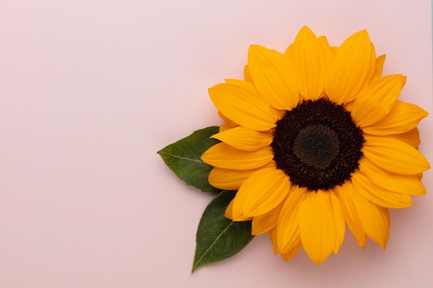 Sunflowers on pastel background with copy space Floral closeup Flat lay topdown composition with beautiful sunflowers