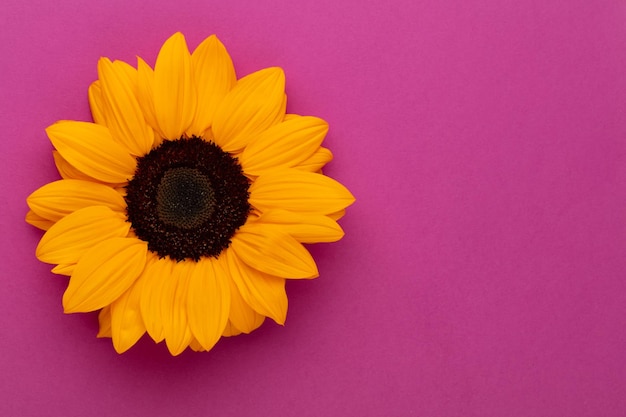 Sunflowers on pastel background with copy space Floral closeup Flat lay topdown composition with beautiful sunflowers