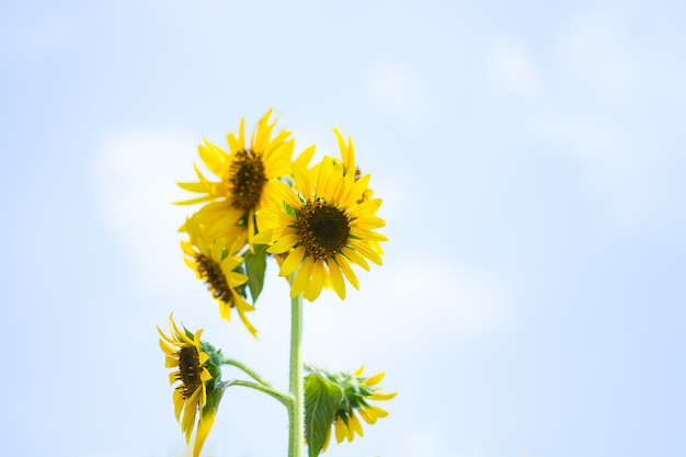 Sunflowers raising to the sblue sky