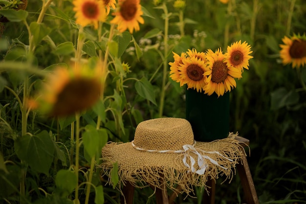 Sunflowers in the rays of the setting sun in summer