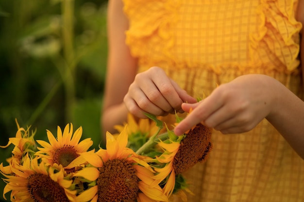 Sunflowers in the rays of the setting sun in summer