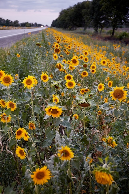 Sunflowers on the side of the road to the Donetsk region Ukraine