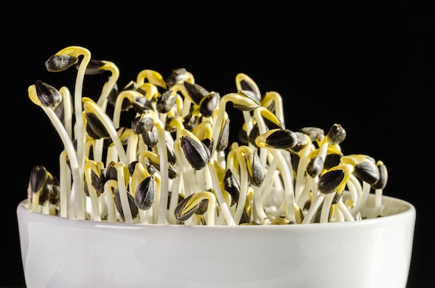 Sunflowers sprouting in a white bowl over black