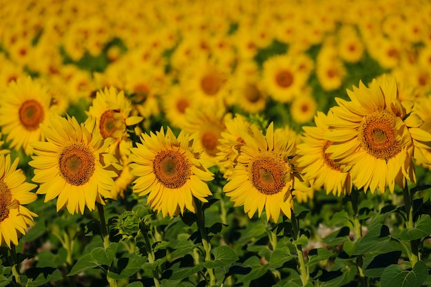 sunflowers on a sunflower field in a countryside