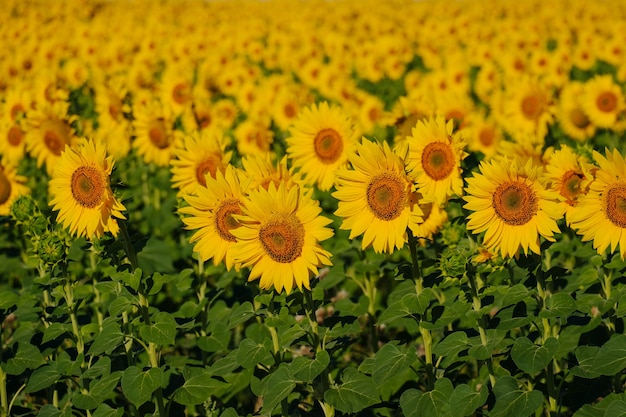 sunflowers on a sunflower field in a countryside