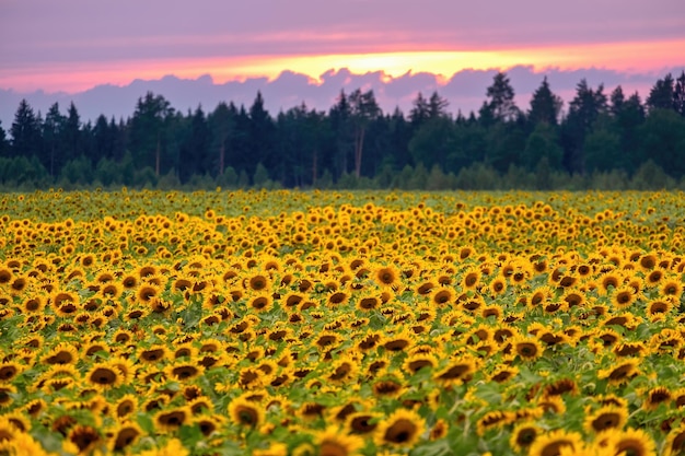 Sunflowers at the sunset Landscape with yellow sunflowers under pink evening sky Beautiful harvest background