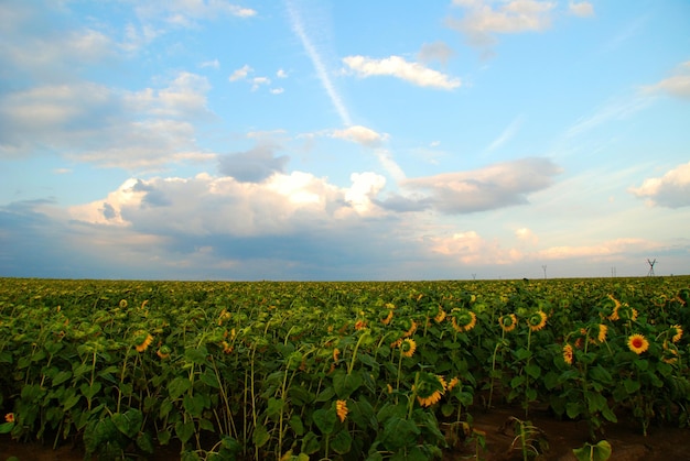 Sunflowers at sunset