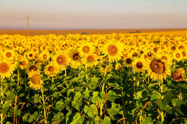 Sunflowers at sunset