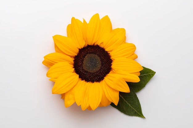 Sunflowers on white background with copy space Floral closeup Flat lay topdown composition with beautiful sunflowers