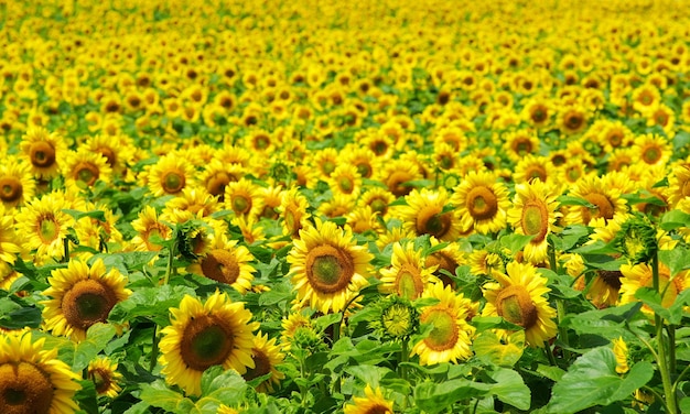 Sunflowers