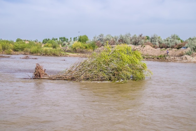 Sunken tree in a mountain river in spring